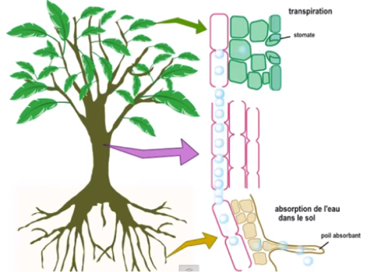 Cavitation dans les plantes vasculaires